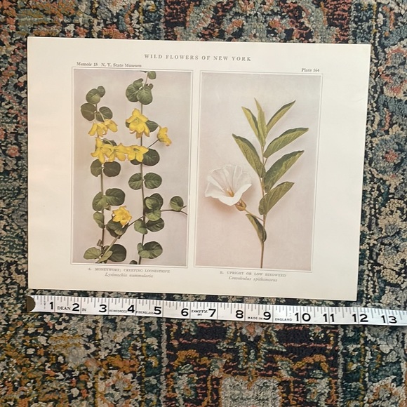 🌹 20 for $20 Antique Botanical Plant Print Original over 100 years old Vintage - Picture 6 of 9